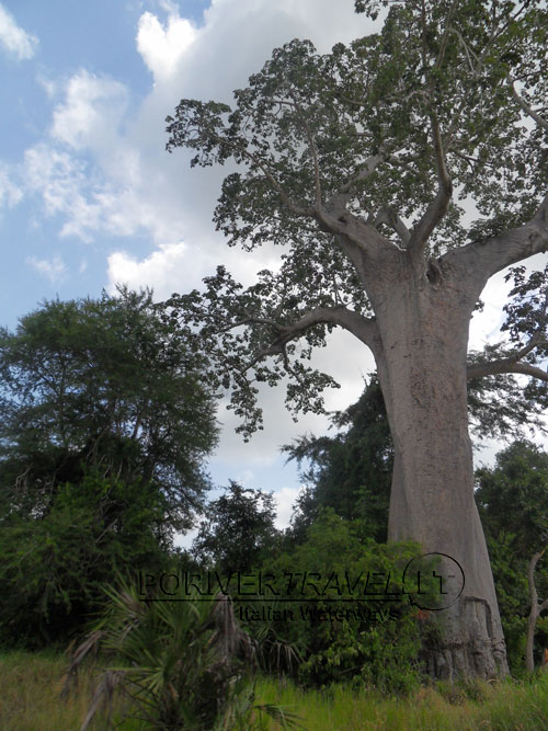 Tanzania Baobab